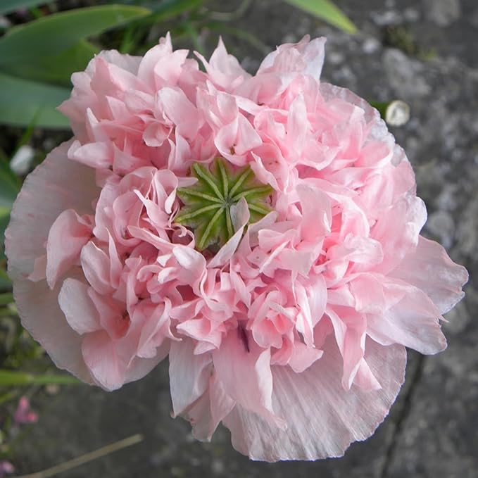 Seed Needs Pale Rose Peony Poppy Seeds for Planting - Heirloom & Open Pollinated Annual Flowers - Pink Ruffled Blooms to Attract Butterflies to the Garden (2 Packs)