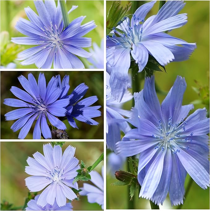 Seed Needs Chicory Seeds for Planting Cichorium intybus - Heirloom & Open Pollinated Wildflowers to Grow a Butterfly Garden that Attracts Butterflies, Bees & Other Pollinators (1 Pack)