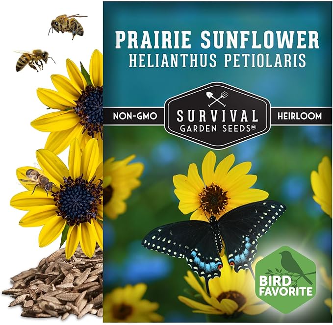 Native Prairie Sunflower Seeds for Planting (Helianthus petiolaris) | Compact Drought Tolerant | Pollinator Magnet | Non-GMO Wildflower to Plant - Survival Garden Seeds - 1 Pack