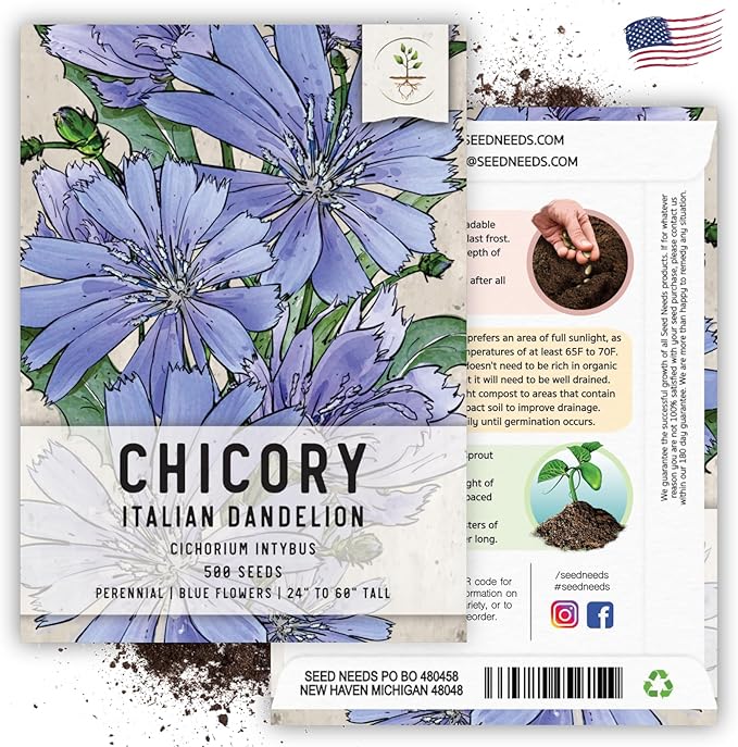 Seed Needs Chicory Seeds for Planting Cichorium intybus - Heirloom & Open Pollinated Wildflowers to Grow a Butterfly Garden that Attracts Butterflies, Bees & Other Pollinators (1 Pack)