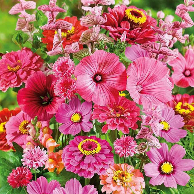 Eden Brothers Pink Perfection Flower Mixed Seeds for Planting, 1 lb, 480,000+ Seeds with Zinnia, Cosmos Versailles | Attracts Pollinators, Plant in Spring or Fall, Zones 3, 4, 5, 6, 7, 8, 9, 10