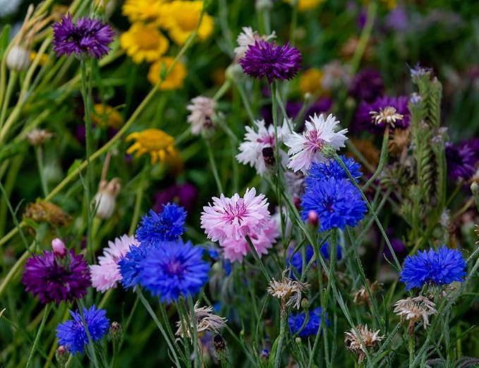 Set of Flower Seed Packets! Flower Seeds in Bulk - Great for Creating The Garden of Your Dreams! (100, Bachelors Button - Double Mixed)