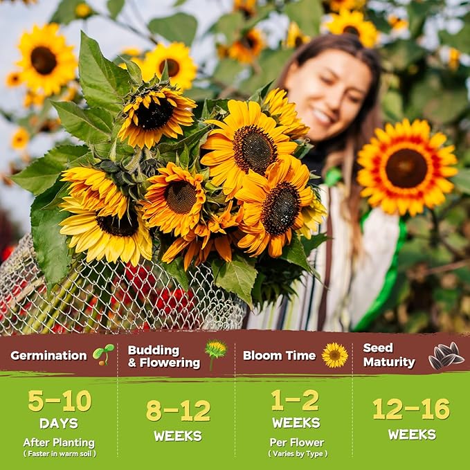 Sunflower Seeds for Planting | Giant Mammoth Sunflower Bulk Packet 3000+ Heirloom Seeds | High Germination, Open Pollinated Sunflower Seeds to Plant for Home Garden, Outdoors & Attracts Pollinators