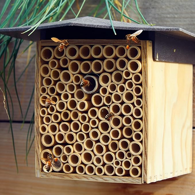 Tinideya 250 Pcs Phragmite Reed Mason Bee Tubes Set Bee Hotel Nest Box Pollinator Bee Box for Mason Bee Houses Natural Phragmite Bee Nest Bees Supplies Refill Your Mason Bee House Bee Hive