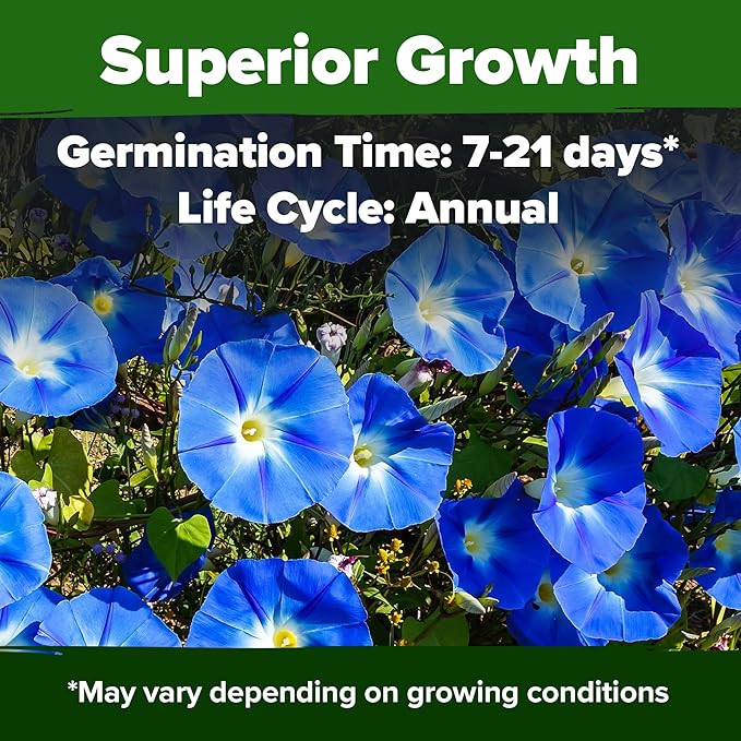 HOME GROWN Morning Glory Seeds,Heavenly Blue (2 Pack) 300 Heirloom Morning Glories Vine Seeds for Planting Ideal for a Flower Garden That Attracts Pollinators and Birds(Ipomoea Tricolor)