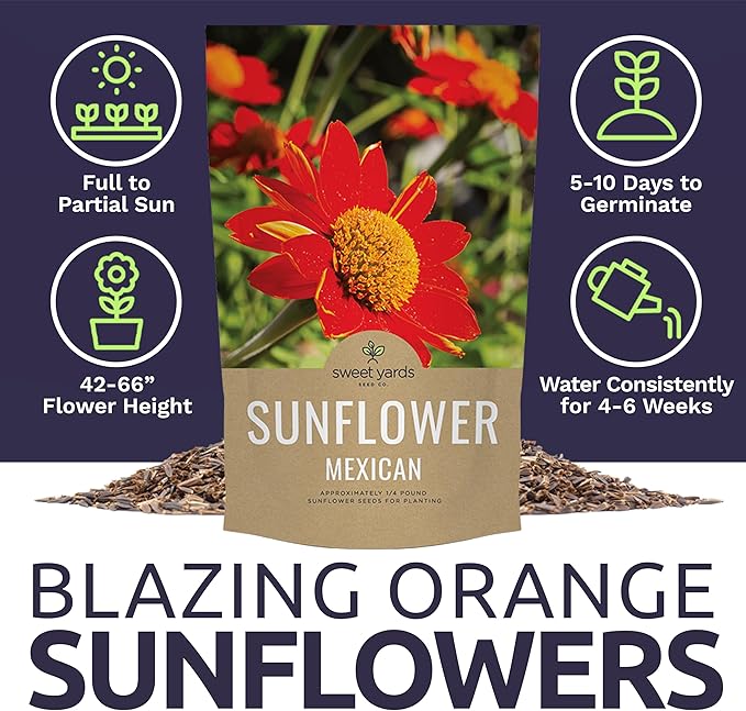 Mexican Sunflower Seeds – Bulk Quarter Pound Bag – Over 10,000 Open Pollinated Non-GMO Wildflower Seeds – Tithonia rotundifolia