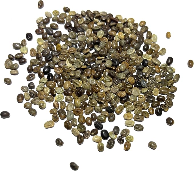 Seed Needs Wild Perennial Lupine Seeds for Planting Heirloom & Open Pollinated Flowers - Attractive Flowers Perfect for a Butterfly Garden to Attract Pollinators (1 Pack)