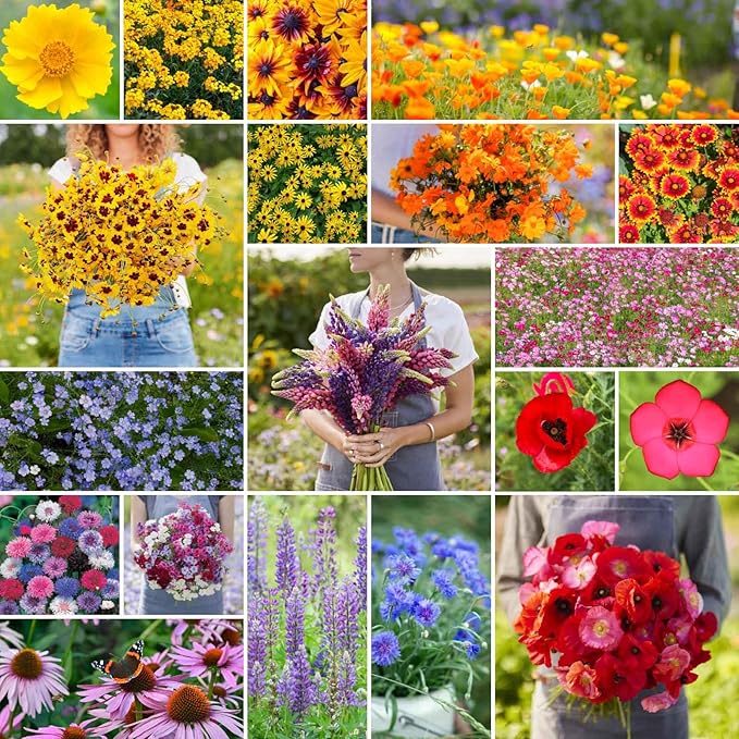 Eden Brothers Burst of Bloom Wildflower Mixed Seeds for Planting, 1 lb, 480,000+ Seeds with Cosmos, Black Eyed Susan | Attracts Pollinators, Plant in Spring or Fall, Zones 3, 4, 5, 6, 7, 8, 9, 10
