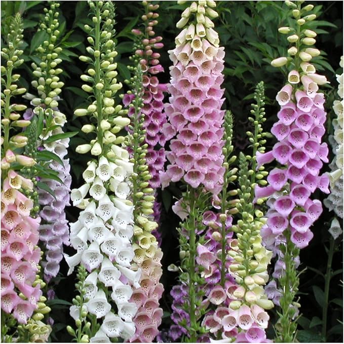 Seed Needs Foxglove Seeds for Planting Gloxiniaeflora Mix Fox Glove - Heirloom & Open Pollinated Flowers to Plant an Outdoor Butterfly Garden with Colorful Wildflowers (1 Pack)