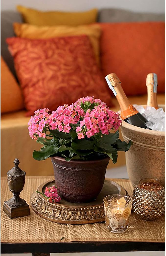 The HC Companies Sierra Round Self-Watering Pot - Lightweight Plastic Planter for Herbs & More - Durable Plant Pots for Indoor Plants & Outdoor Plants (13” Celtic Bronze, Pack of 1)