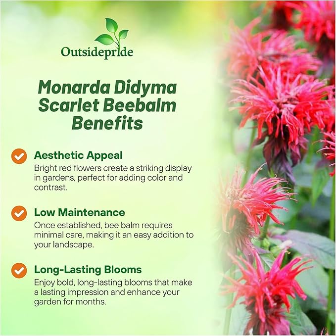 Outsidepride Scarlet Bee Balm Seeds - 500 Pcs Perennial, Easy to Grow & Pollinator Friendly Monarda Didyma Flower Seeds for Planting Mint Scented Leaves & Edible Blooms, Ideal for Teas & Potpourri