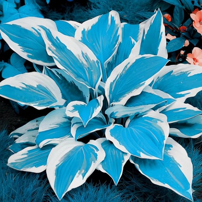 200+ Hosta Seeds Perennial Hosta Seeds for Planting Outdoor Garden Attract Pollinators Perennial Bonsai Decoration