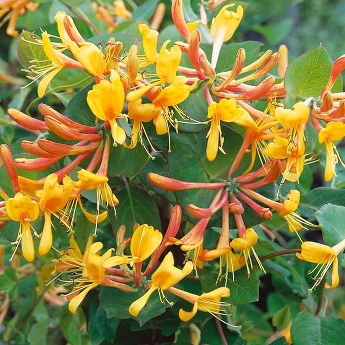 250+ Honeysuckle Seeds - High Germination Rate Perennial Climbing Flower Seeds Hardy Perennial Plant Seeds for Garden