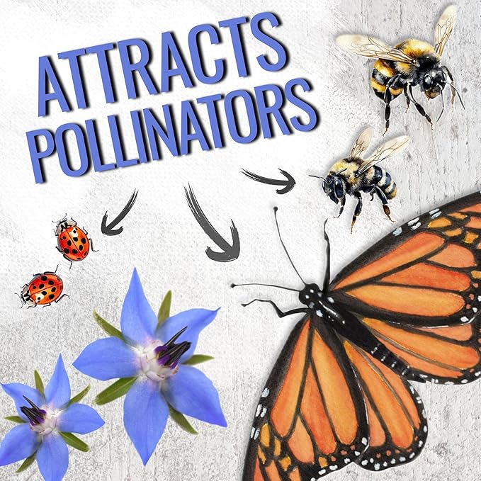 Seed Needs Borage Seeds for Planting Blue Star Flowers - Heirloom Non-GMO & Untreated - Plant a Home Grown Flowering Herb Garden Attract Bees, Butterflies & Other Pollinators (1 Pack)