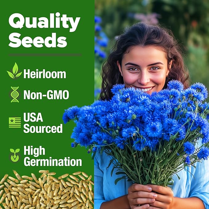 HOME GROWN Bachelor Button Seeds Tall Blue - 6000 Cornflower, Stunning Blue Blooms for Wildflower Gardens, Non-GMO Flowers & Pollinator-Friendly Spaces, Low Maintenance Flower Seeds (Centaurea cyanus)