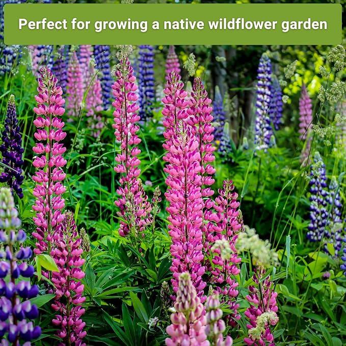 Sow Right Seeds - Hummingbird Seed Collection for Planting - Snapdragons, Russell Lupine, and Columbine - Seed Kit for Pollinators - Non-GMO Heirloom with Instructions to Plant - Makes a Great Gift