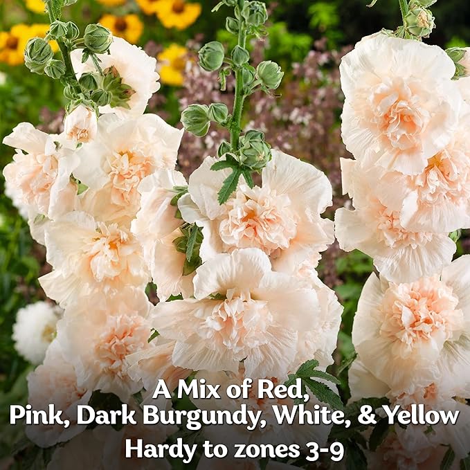 KVITER 300 Chaters Hollyhock Seeds for Planting (Alcea rosea), 2 Pack - Heirloom | Tall Blooms | Pollinator Magnet - Double Hollyhocks Flower Seeds to Plant Outside in Garden, Cottage Borders