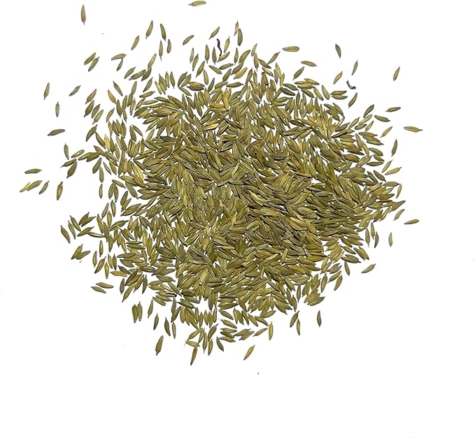 Seed Needs Dandelion Seeds for Planting Taraxacum officinale - Non-GMO Heirloom & Untreated Perennial Herbs - Grow Salad Greens, Food for Tortoises, Rabbits & Bearded Dragons (1 Pack)