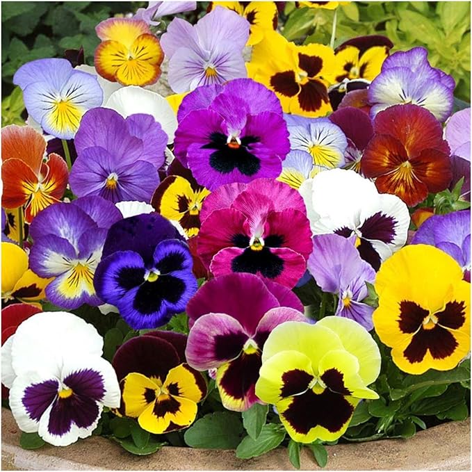 Seed Needs Edible Wildflower Seed Packet Collection (7 Varieties of Flower Seed for Planting) Non-GMO Heirloom & Untreated - Includes Viola, Pansies, Chives, Borage, Calendula, Nasturtium & Bee Balm
