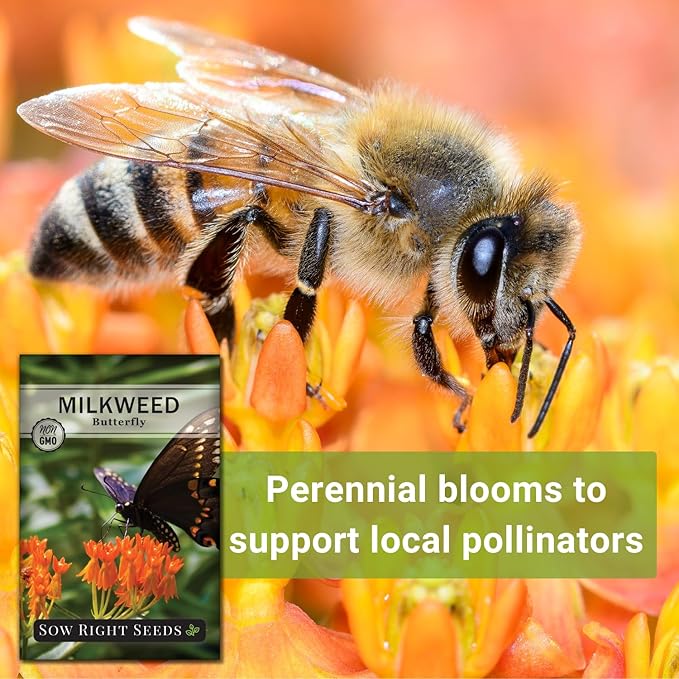 Sow Right Seeds Butterfly Milkweed Seeds - Attract Monarch And Other Butterflies to Your Garden - Non-GMO Heirloom Seed Packet With instructions for Planting - Perennial Host Plant for Pollinators (1)