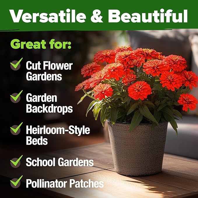 HOME GROWN Will Rogers Zinnia Seeds - 300 Zinnia Flower Seeds for Planting Outdoors - Tall Zinnia Elegans Cut Flowers - Heirloom Non-GMO Zinnia Seeds for 2026