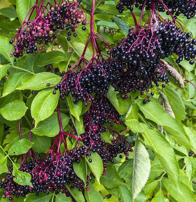 200+Elderberry Fruit Seeds - No GMO Heirloom Black Elderberry Seeds for Planting Outdoor