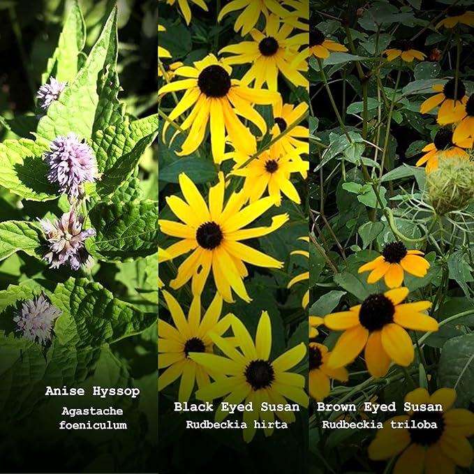 Pollinator Seed Kit, 3,000 Seeds, Perennial Wildflower Seeds, Colourful Flower Garden Seeds, 9 Seed Packets - Smoke Camp Crafts