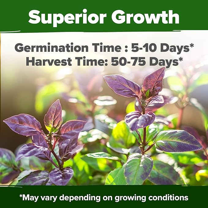 HOME GROWN Thai Basil Seeds Pack - 876 High Germination Heirloom Herb Seeds for Planting,Ideal for Growing Fresh Basil Planting Indoor or Outdoor(Ocimum basilicum VAR.thyrsiflora)
