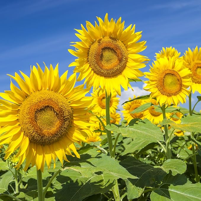 Mammoth Sunflower Seeds to Plant, 1 Ounce Packet 300+ Seeds, 6-12 FT Giant Sunflower, Non-GMO | Heirloom | High Germination, Grown in The USA