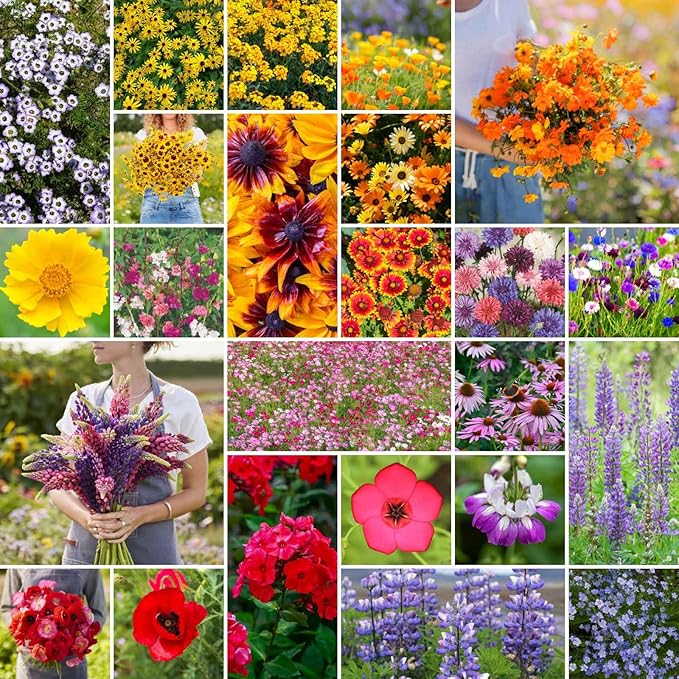 Eden Brothers Southwest Wildflower Mixed Seeds for Planting, 5 lb, 2,400,000+ Seeds with Cornflower, Blanket Flower | Attracts Pollinators, Plant in Spring or Fall, Zones 3, 4, 5, 6, 7, 8, 9, 10