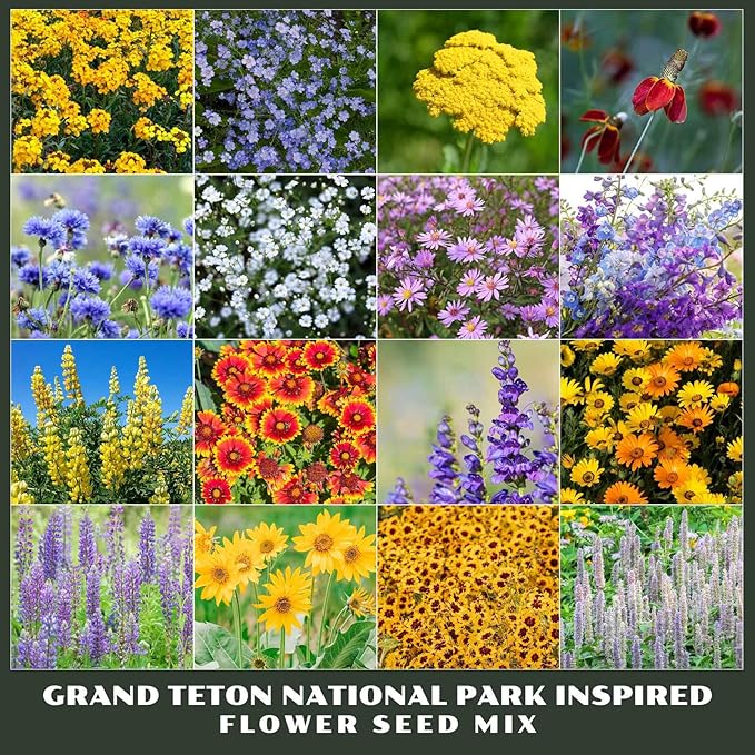 Eden Brothers Grand Teton National Park Inspired Wildflower Seed Mix