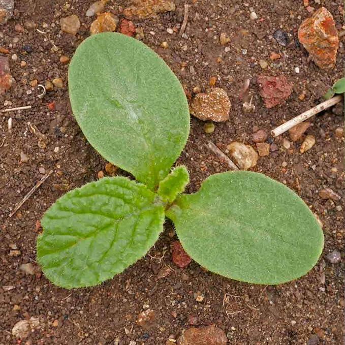 Seed Needs Borage Seeds for Planting Blue Star Flowers - Heirloom Non-GMO & Untreated - Plant a Home Grown Flowering Herb Garden Attract Bees, Butterflies & Other Pollinators (5 Packs)