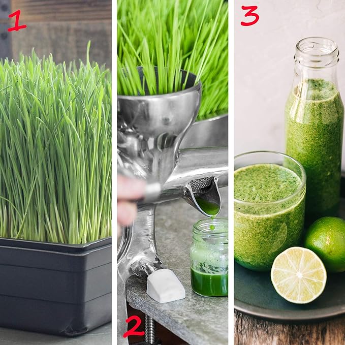10-Pack 1020 Garden Growing Trays without Drain Holes - 10" x 20" Plastic Plant Trays No Holes - Wheatgrass Sprouting Tray, Microgreens Seed Tray, Hydroponic Trays, Nursery Flats, Greenhouse Supplies