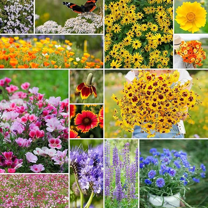 Eden Brothers Bird & Butterfly Wildflower Mixed Seeds for Planting, 10 lb, 4,800,000+ Seeds with Cosmos, Indian Blanket | Attracts Pollinators, Plant in Spring or Fall, Zones 3, 4, 5, 6, 7, 8, 9, 10