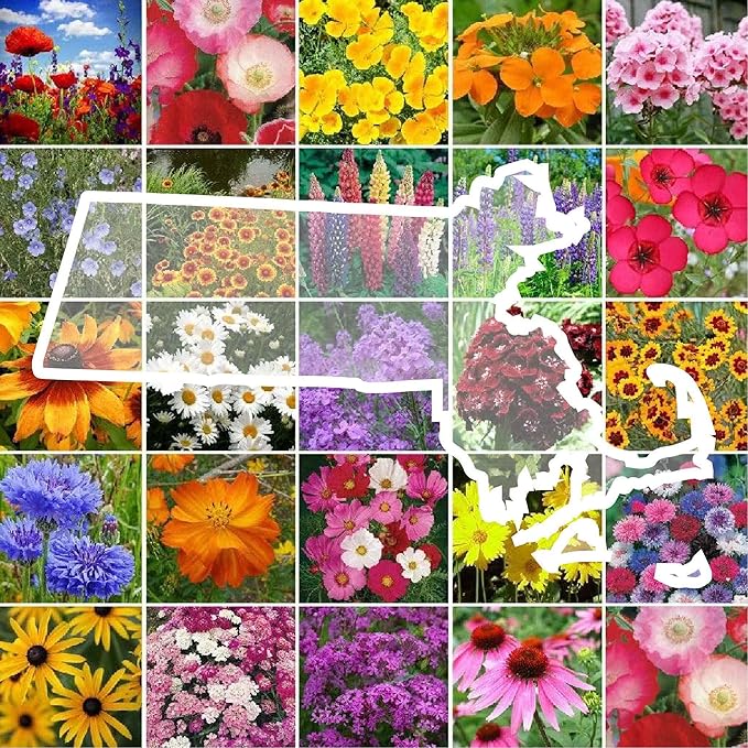 Eden Brothers Massachusetts Wildflower Mixed Seeds for Planting, 1 lb, 480,000+ Seeds with Catchfly, Sweet William | Attracts Pollinators, Plant in Spring or Fall, Zones