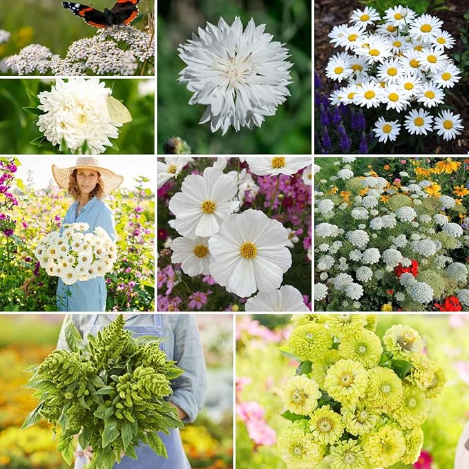 Eden Brothers Green with Envy Flower Mixed Seeds for Planting, 1 lb, 480,000+ Seeds with White Yarrow, Cornflower White | Attracts Pollinators, Plant in Spring or Fall, Zones 3, 4, 5, 6, 7, 8, 9, 10