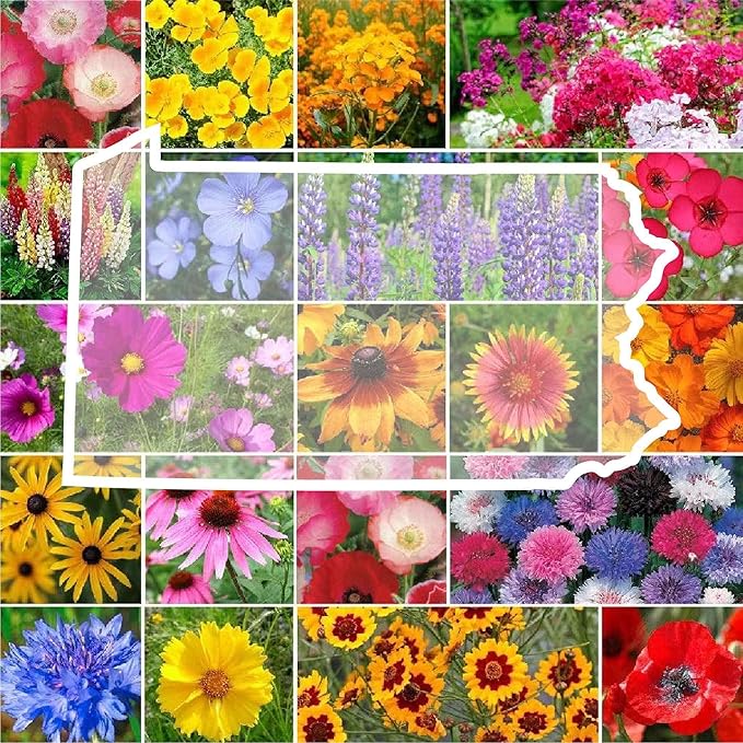 Eden Brothers Pennsylvania Wildflower Mixed Seeds for Planting, 1/4 lb, 120,000+ Seeds with Coreopsis, Lupine | Attracts Pollinators, Plant in Spring or Fall, Zones