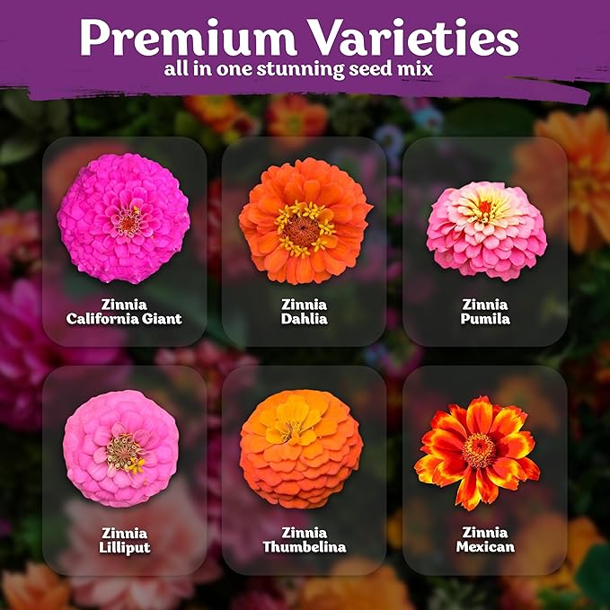 KVITER 550 Crazy Blend Zinnia Seeds for 2026 (Zinnia Elegans) – Double Zinnia Seed Mix, Heirloom Pollinator Magnet – Ideal Flower Seeds for Planting in Cutting Garden, Borders, Containers