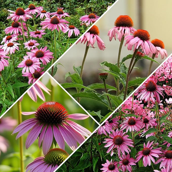 Purple Coneflower Seeds 1 OZ, Perennial Open Pollinated Non-GMO Echinacea Seeds Grown in The USA, Cone Flower Seed for Planting, USDA 3-9