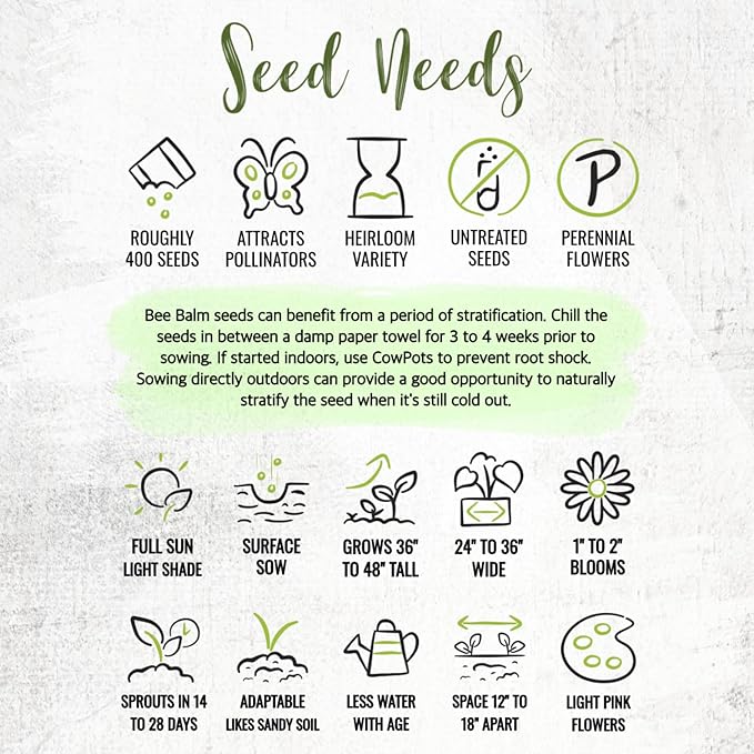 Seed Needs Bee Balm Seeds for Planting Wild Bergamot - Heirloom & Open Pollinated Perennial Flowers to Grow a Butterfly Garden to Attract Bees, Butterflies & Other Pollinators (1 Pack)