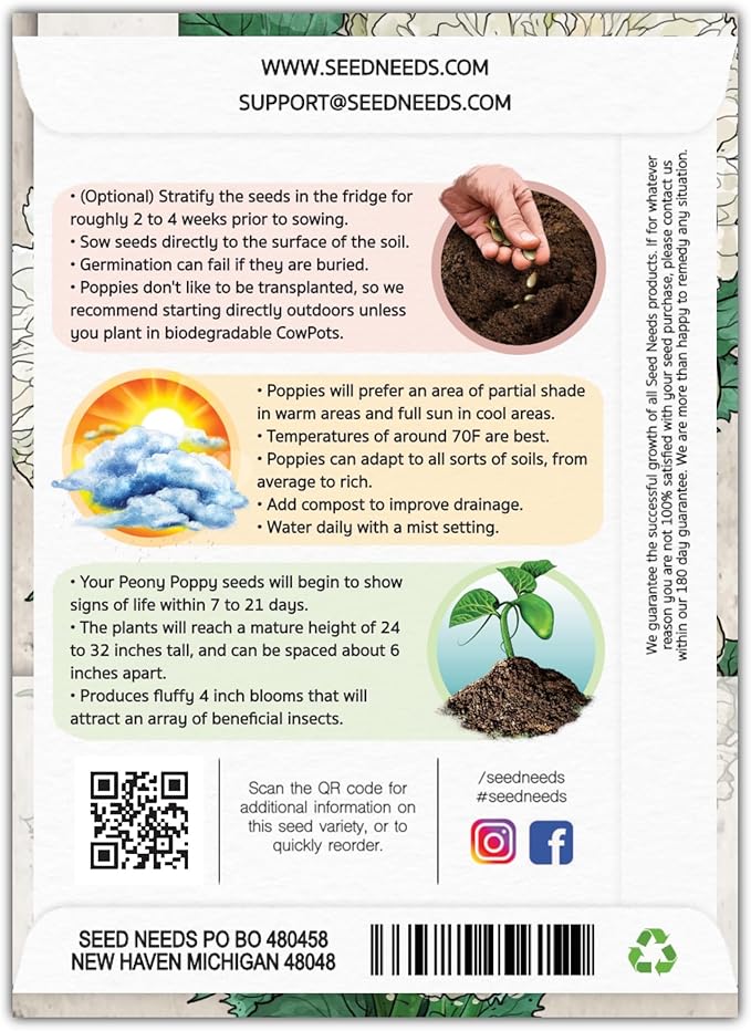 Seed Needs Cream Peony Poppy Seeds for Planting Poppies - Heirloom & Open Pollinated Soft White Flowers to Attract Butterflies & Pollinators to a Butterfly Garden (5 Packs)