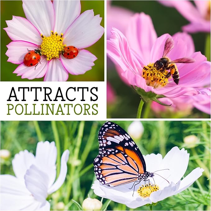 Seed Needs Cosmos Seeds for Planting a Collection of Cosmo Wildflowers - Heirloom & Open Pollinated Flower Seed to Plant Pink, White, Purple, Red & Bi-Colored Blooms for a Butterfly Garden