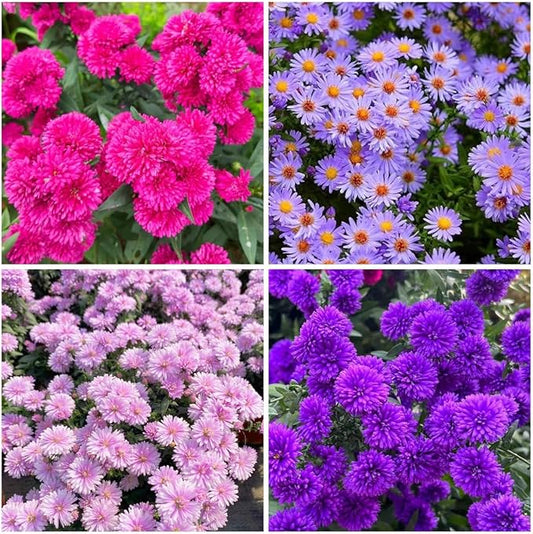 1000+ Dutch Aster Seeds for Planting - Perennial Hardy Flower, Butterfly Magnet & Pollinator Friendly, with Vibrant Blooms, Ideal for Outdoor Home Gardens & Flower Beds