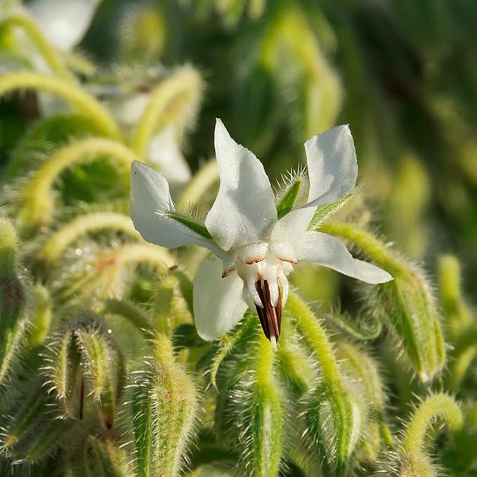 Seed Needs Borage Seeds for Planting White Borago officinalis Starflower - Non-GMO Heirloom & Untreated Herb Seed to Plant and Grow an Outdoor Home Grown Garden (1 Pack)