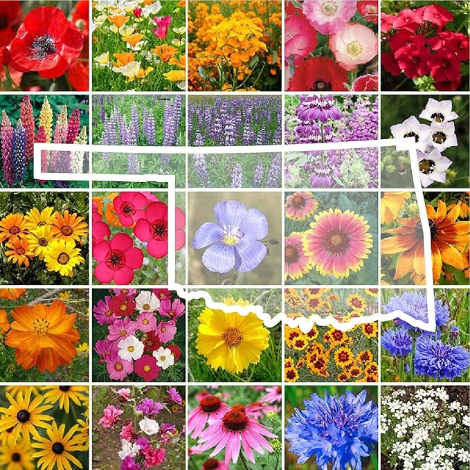 Eden Brothers Oklahoma Wildflower Mixed Seeds for Planting, 1/4 lb, 120,000+ Seeds with Lupine, WallFlower | Attracts Pollinators, Plant in Spring or Fall, Zones