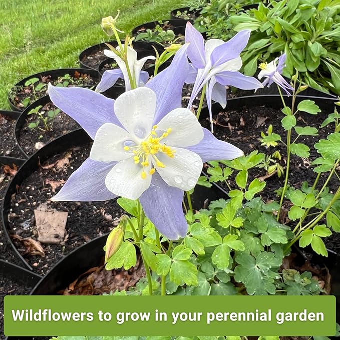 Sow Right Seeds - Columbine Flower Seed Collection for Planting - Blue and McKana Giants Flowers to Plant in Your Garden - Non-GMO Heirloom Seeds - Seed Kit Attracts Pollinators - Great Gift
