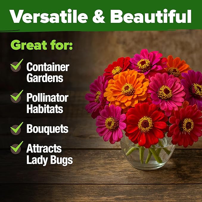 HOME GROWN Zinnia Dahlia Seeds Pack for 2026 Non GMO 524 Flower Seeds | Vibrant Zinnia Elegans for Pollinator Gardens, Borders & Containers | Easy-to-Grow Outdoor Blooms