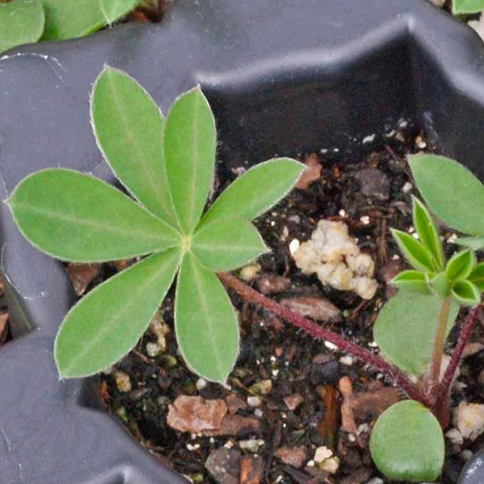 Seed Needs Wild Perennial Lupine Seeds for Planting Heirloom & Open Pollinated Flowers - Attractive Flowers Perfect for a Butterfly Garden to Attract Pollinators (1 Pack)