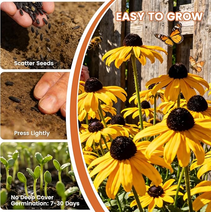 Black Eyed Susan Seeds for Planting | 30,000+ Heirloom Seeds, Non-GMO 1oz Flower Seeds for Garden, Borders & Containers | Sunflower Companion Wildflower Seeds to Attract Pollinators