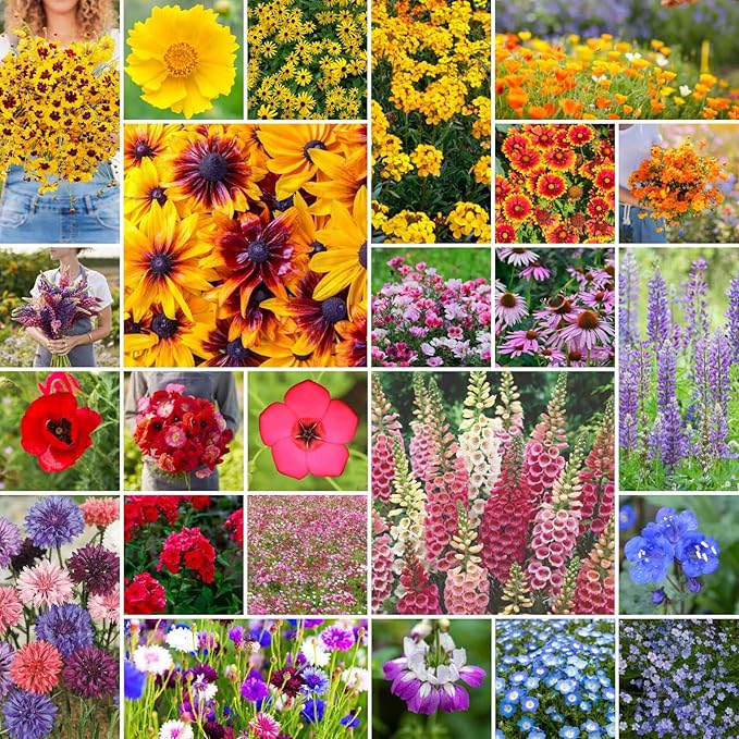 Eden Brothers Pacific Northwest Wildflower Mixed Seeds for Planting, 25 lb, 12,000,000+ Seeds with Cornflower, CA Bluebell, Attracts Pollinators, Plant in Spring or Fall, Zones 3, 4, 5, 6, 7, 8, 9, 10